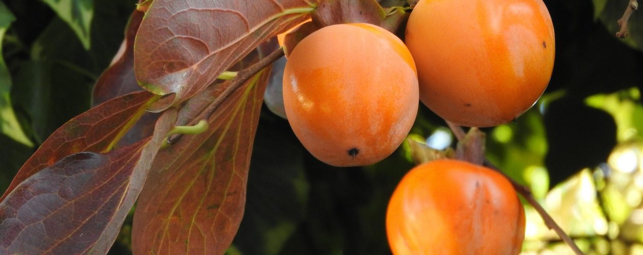 Oranžové exotické ovoce: Sytá barva, za kterou stojí beta-karoten